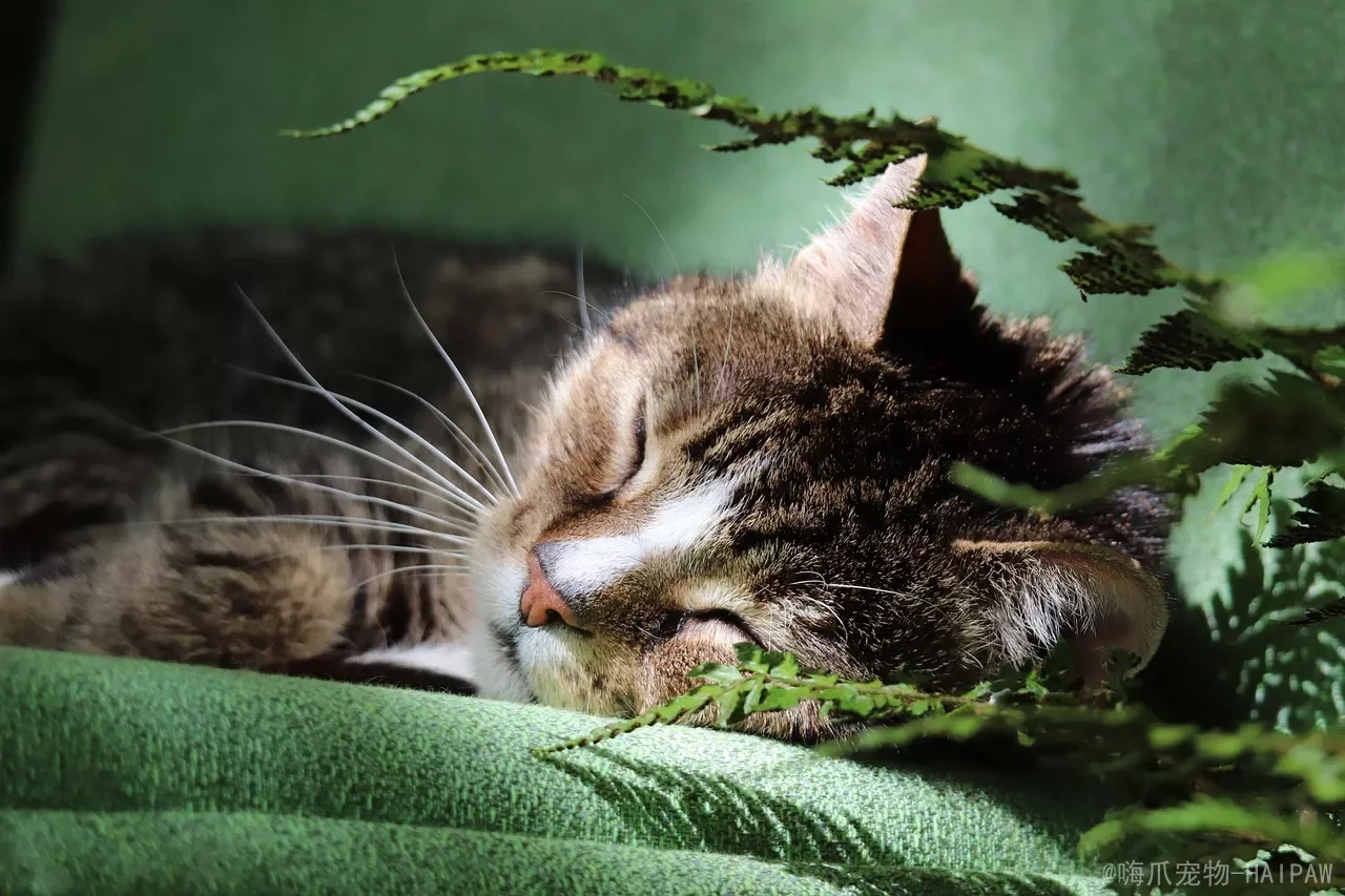 猫洗完澡不擦耳朵等于给细菌造温床：4步正确清洁法，附耳道异常自查表