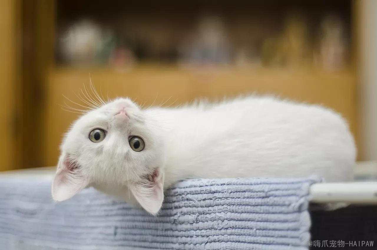 新手养猫的6个误区 + 一份护理时间表：从每天梳毛到每年体检，一篇讲清