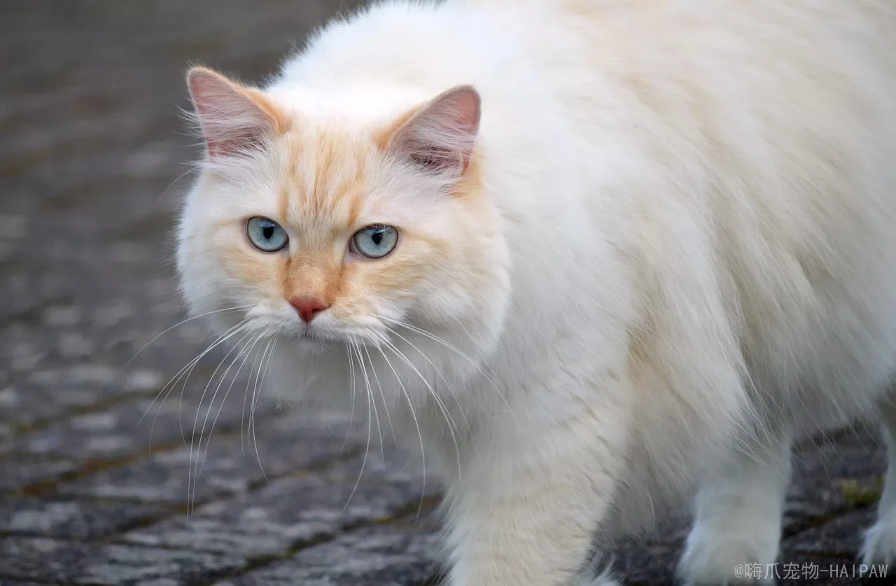猫咪踩奶、蹭人、呼噜、摇尾都在说什么？6个奇怪行为一次读懂，别再会错意
