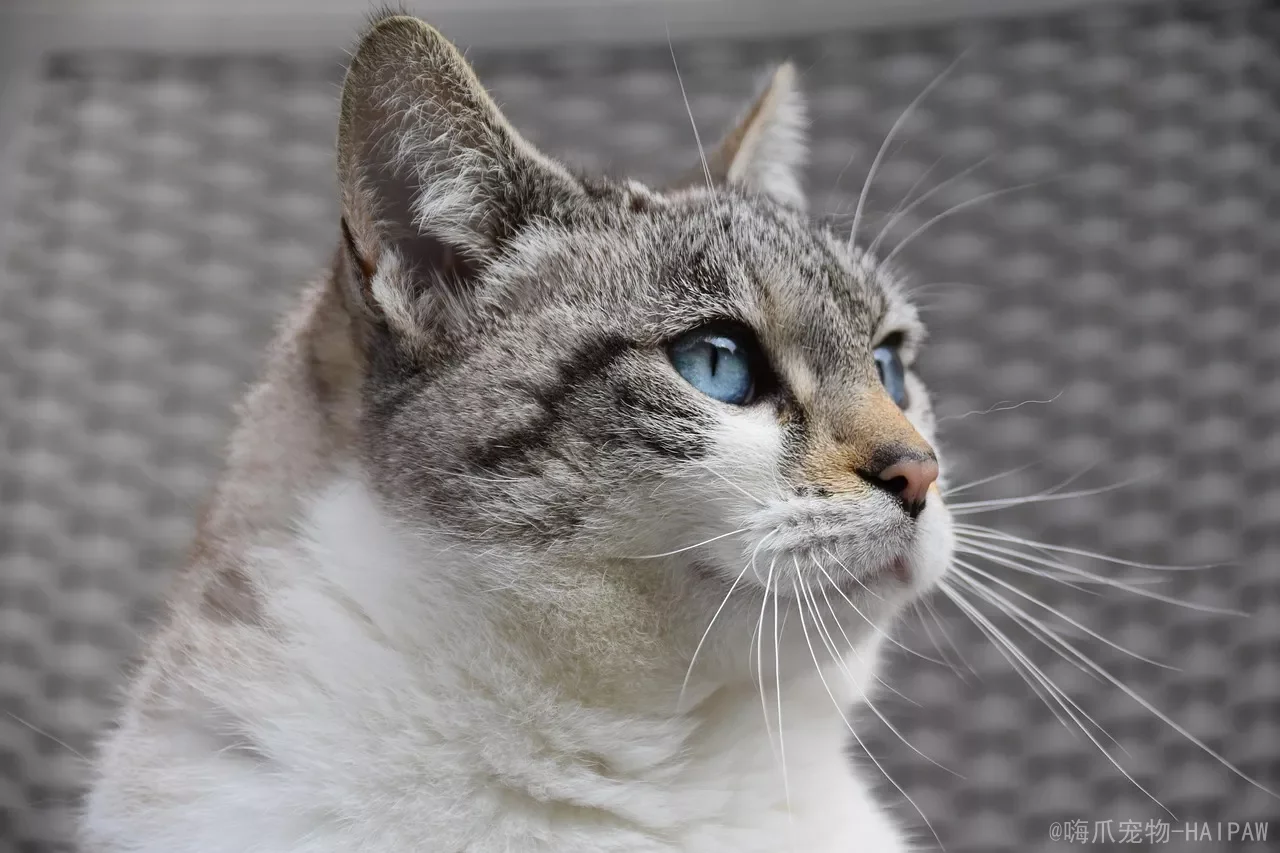 猫把猫砂刨得满地都是？别急着骂，7个原因逐个排查，附猫砂盆挑选清单