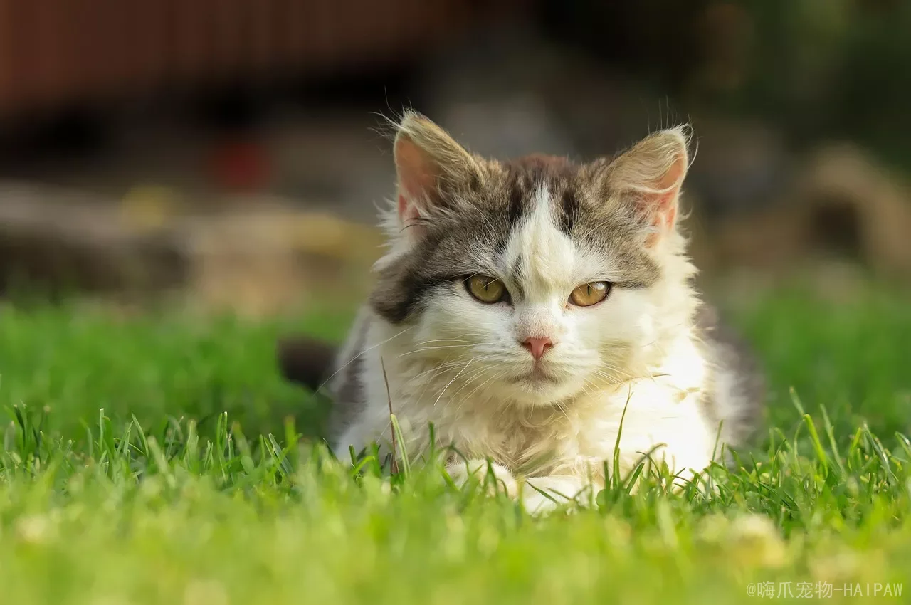 猫屁股臭是正常还是有病？别嫌弃，这是它在给你发健康信号