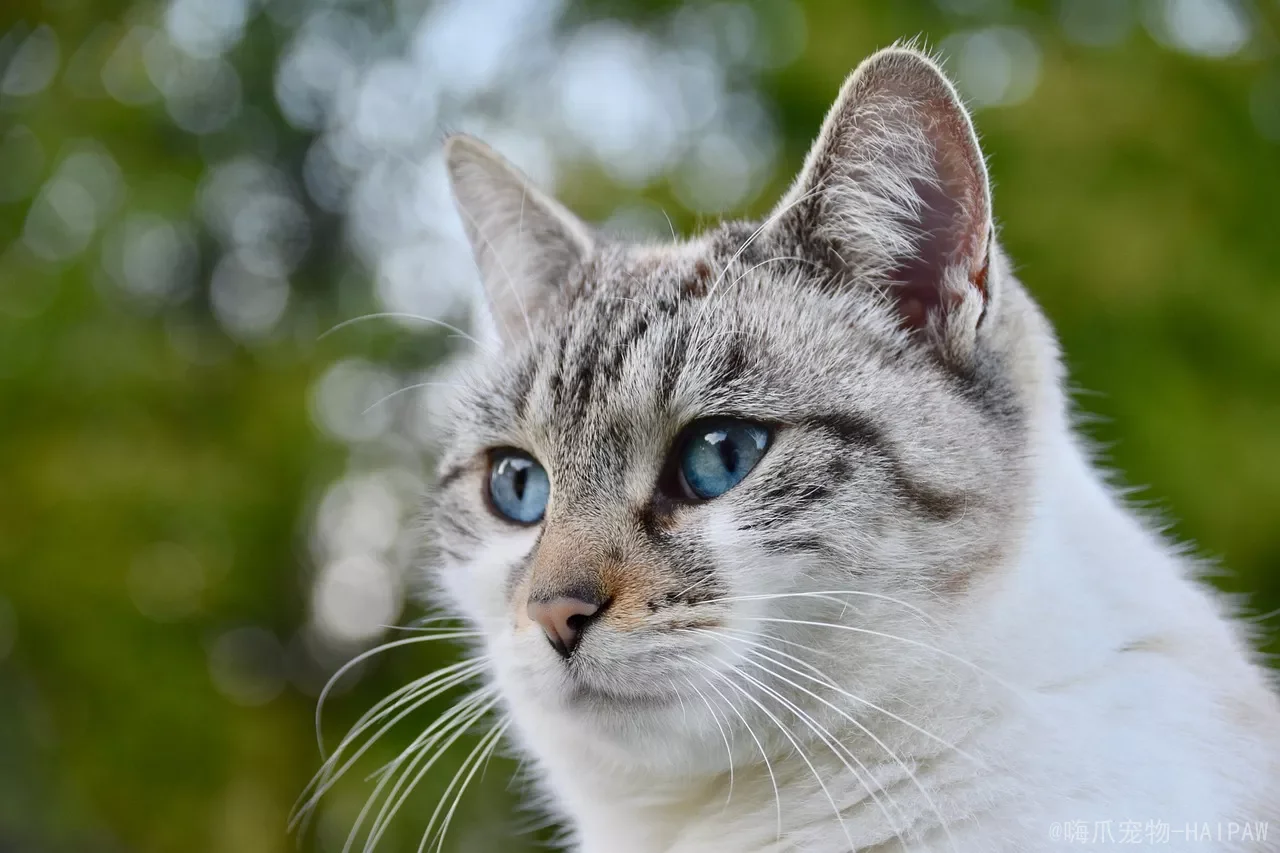 猫便便臭到熏天，真凶往往不在猫粮里