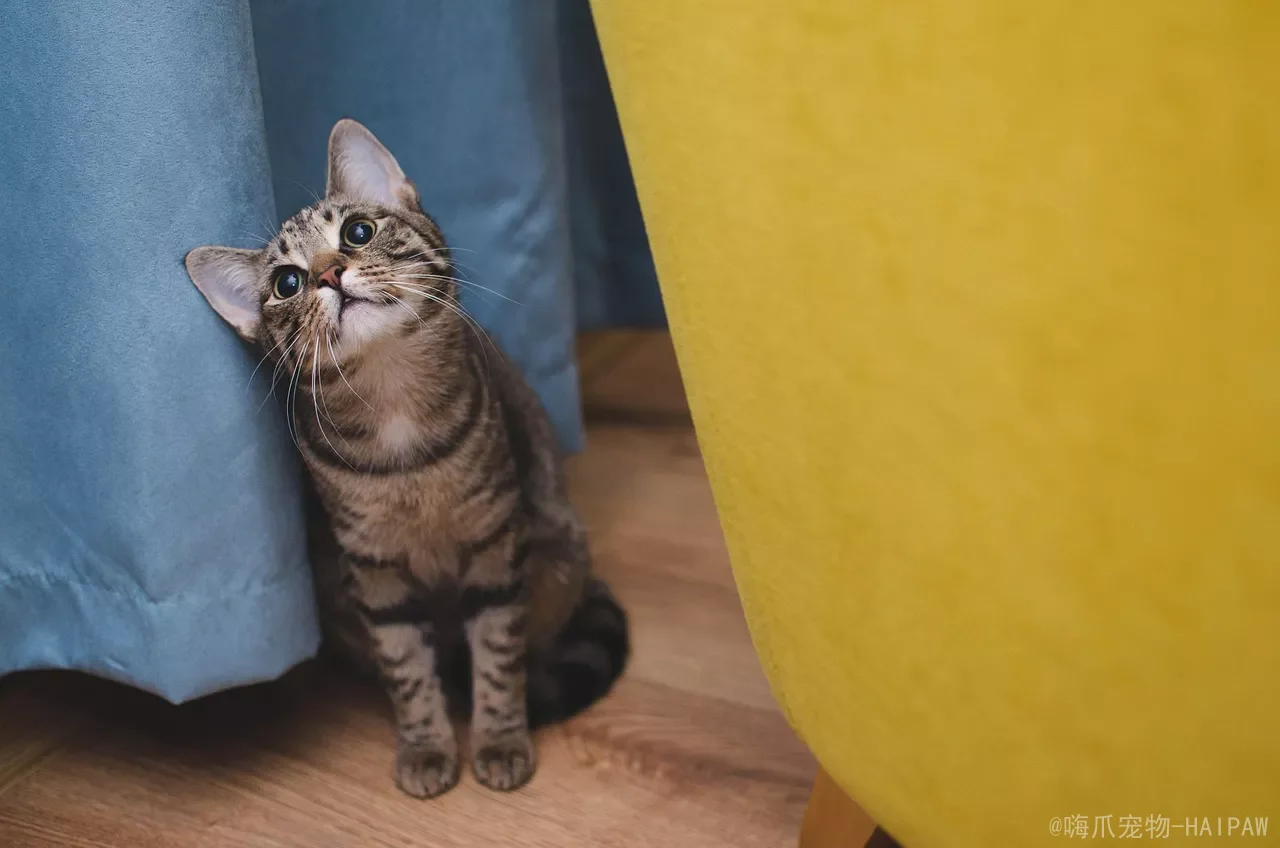 猫咪的便便为什么这么臭？一半是肉吃出来的，一半是舌头舔出来的