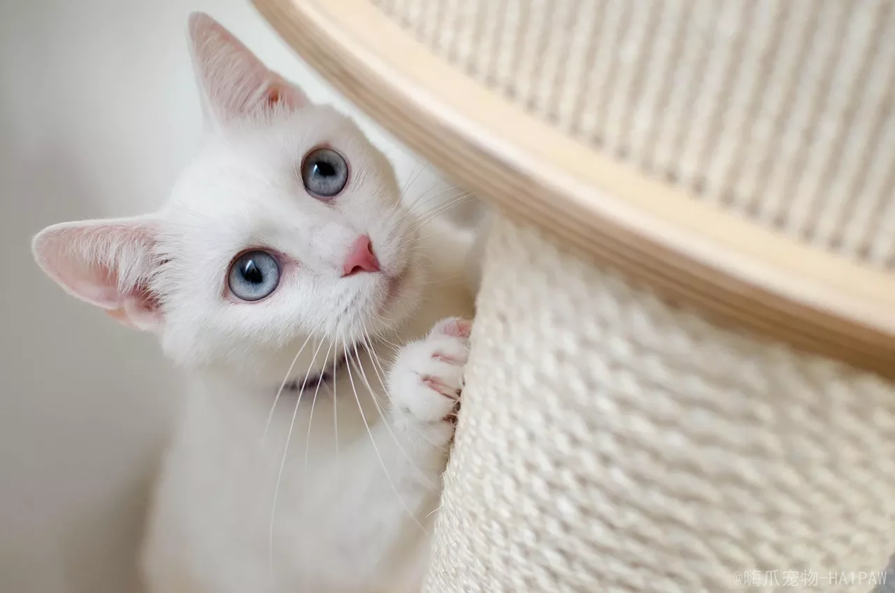 猫不是恨你，它只是用你读不懂的方式在抗议