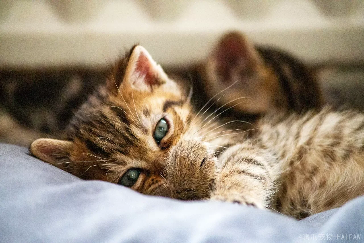 猫一进医院就开一堆检查？先看懂这张"体检地图"，少花冤枉钱少踩坑