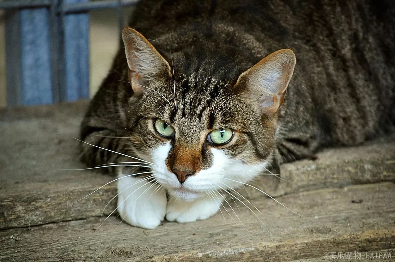 猫突发状况别慌，这份家庭急救清单能救它一命