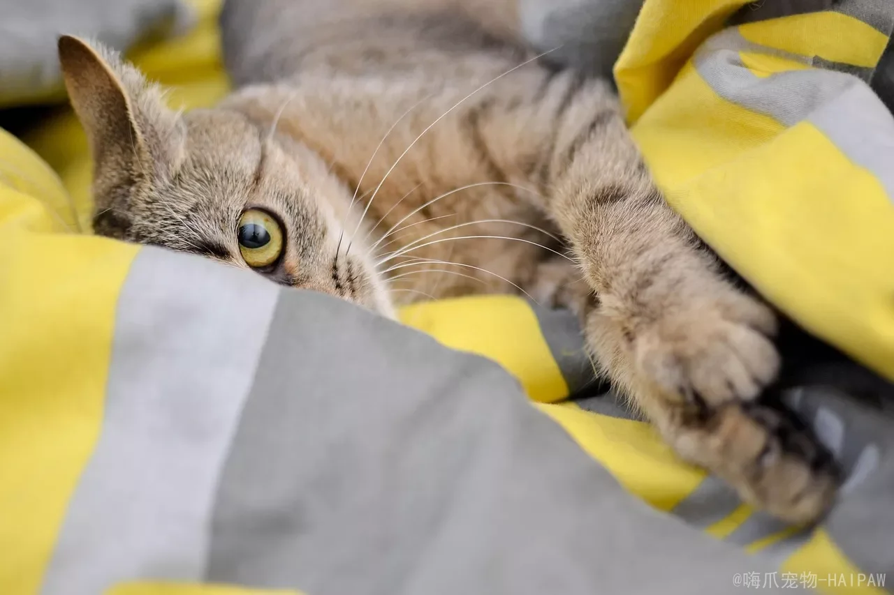 别只羡慕别人家的粘人猫：这七个品种的热情，你未必接得住
