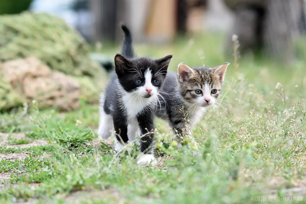 猫狗同养最容易错在第一步：从隔门闻味到同桌吃饭，隔着四个阶段