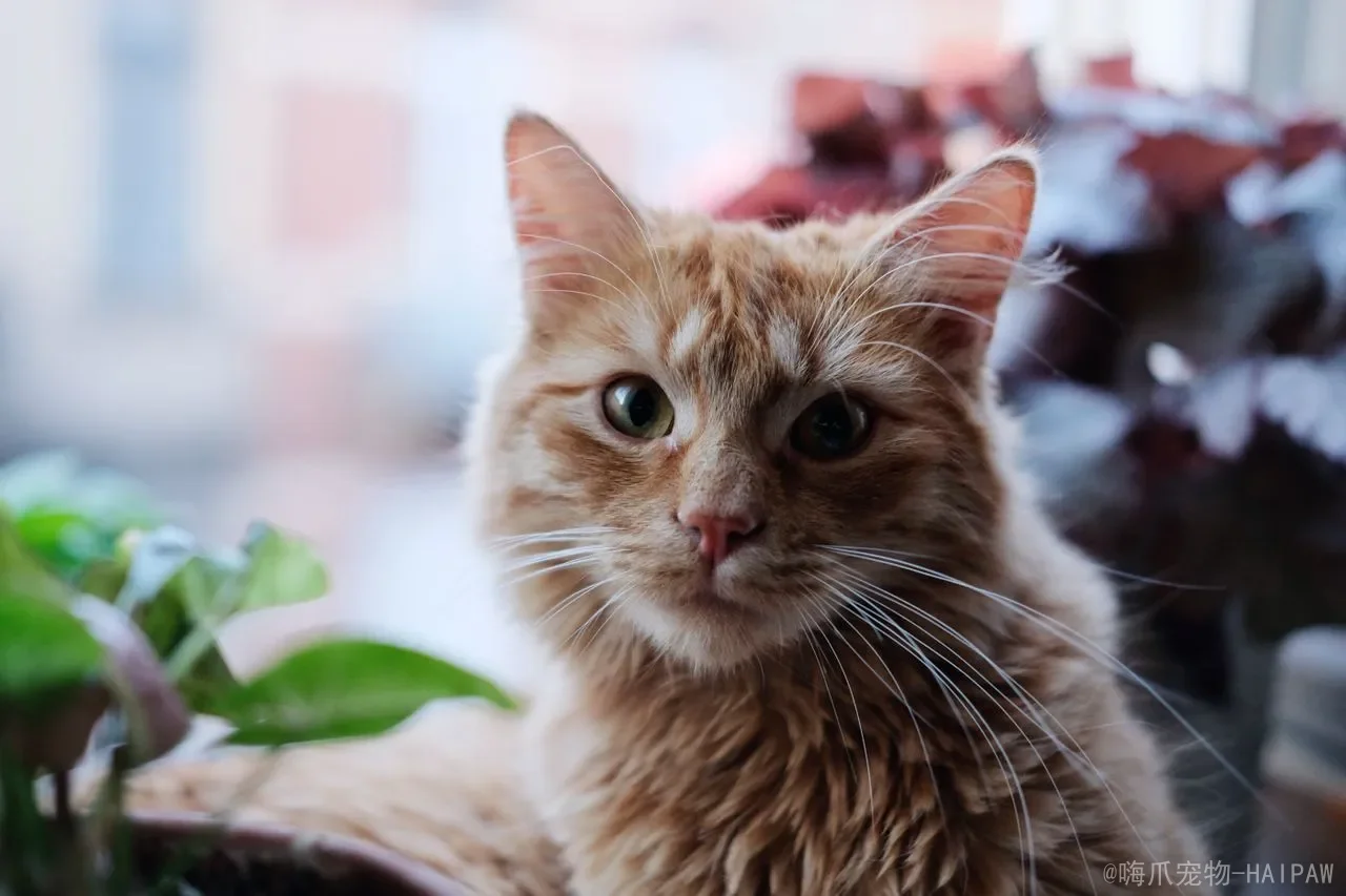 猫吃蟑螂会不会有寄生虫？风险、紧急处理与预防措施全解析