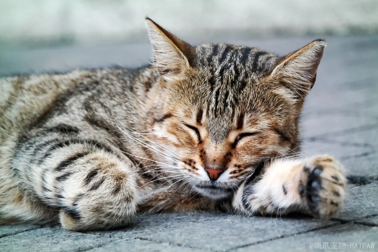 长毛猫拉屎总粘毛怎么办?从修剪到调理,一套完整的告别“屎屁股”方案 长毛猫拉屎总粘毛怎么办?从修剪到调理,一套完整的告别“屎屁股”方案