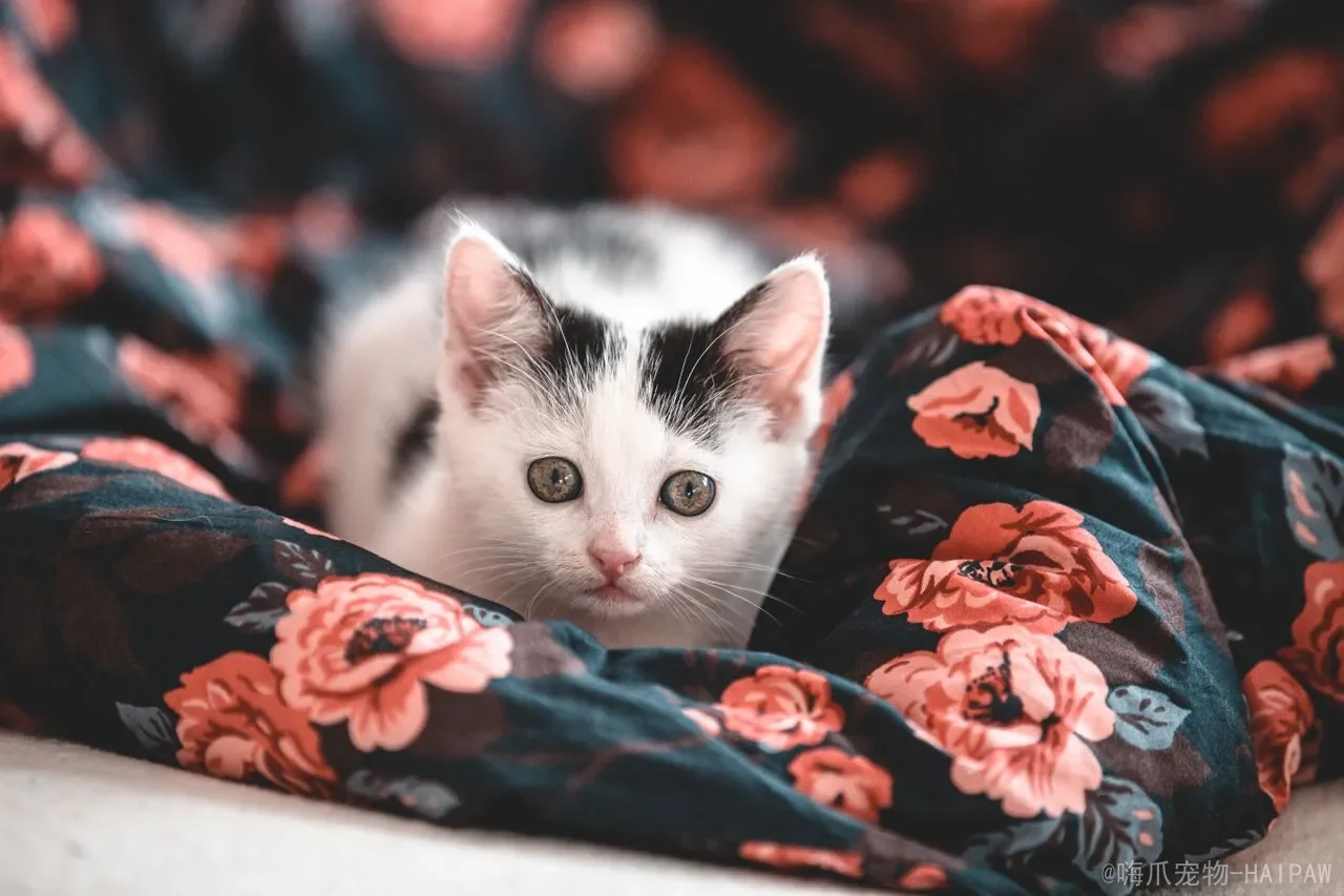 猫咪脚扭伤了怎么办？从症状判断到护理恢复，一篇读懂