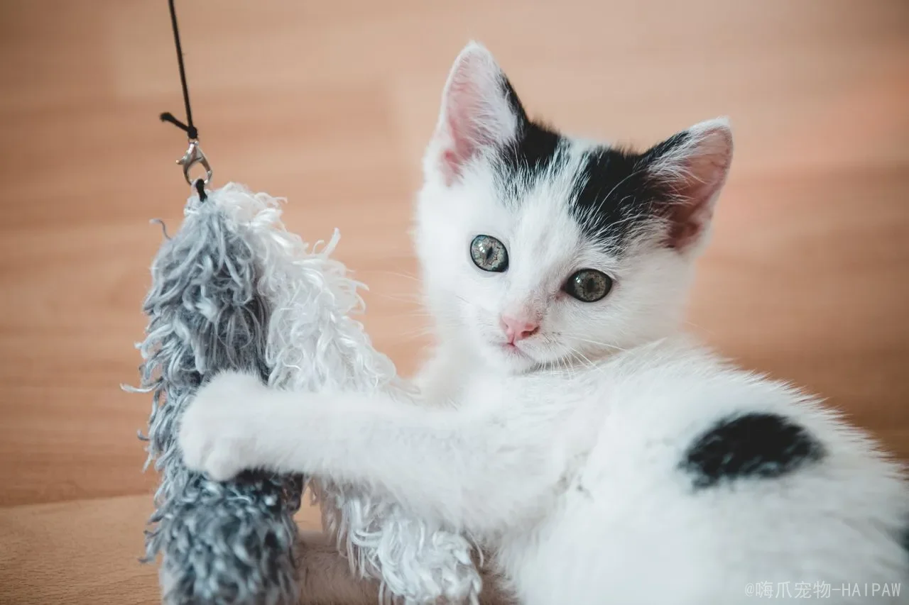 猫咪不认主的表现：当你的猫开始疏远你，可能是这些信号