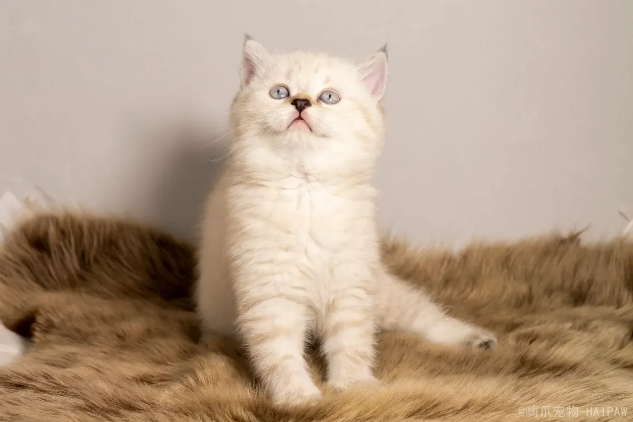 猫像狗一样吐舌头喘气正常吗?从应激到疾病,读懂猫咪喘气的真正原因 猫像狗一样吐舌头喘气正常吗?从应激到疾病,读懂猫咪喘气的真正原因