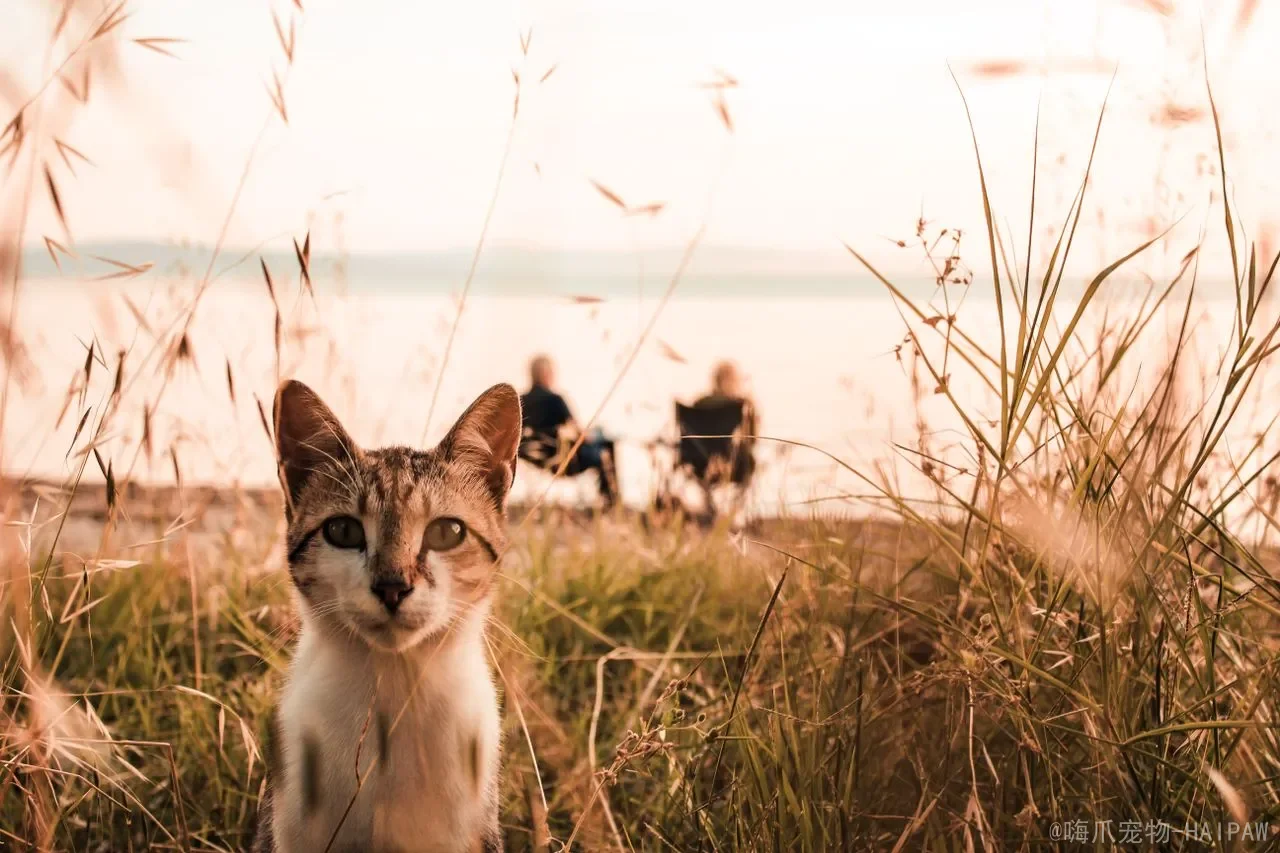 猫咪拉血是怎么回事？从猫瘟到寄生虫，读懂便血背后的健康警报