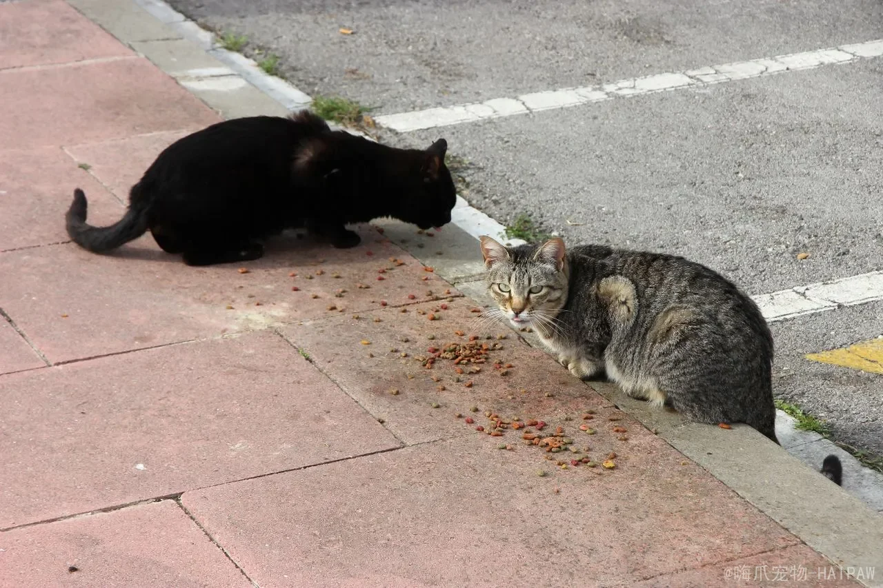 小猫乱尿怎么办？从清理到引导，一套完整的猫砂盆训练方案
