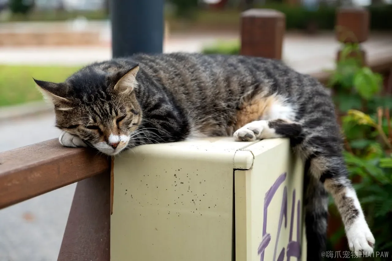 小猫鼻子发白是怎么回事？从温度到贫血，读懂猫咪鼻子的健康信号