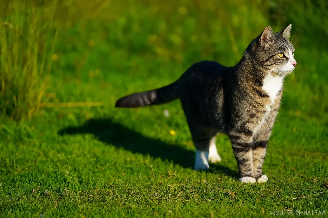 猫咪不让剪指甲怎么办？从抗拒到配合，一套完整的指甲修剪训练方案