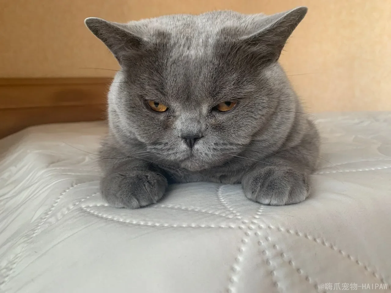 猫咪一天吃几个冻鹌鹑好？冻干鹌鹑的营养、风险与科学喂养指南