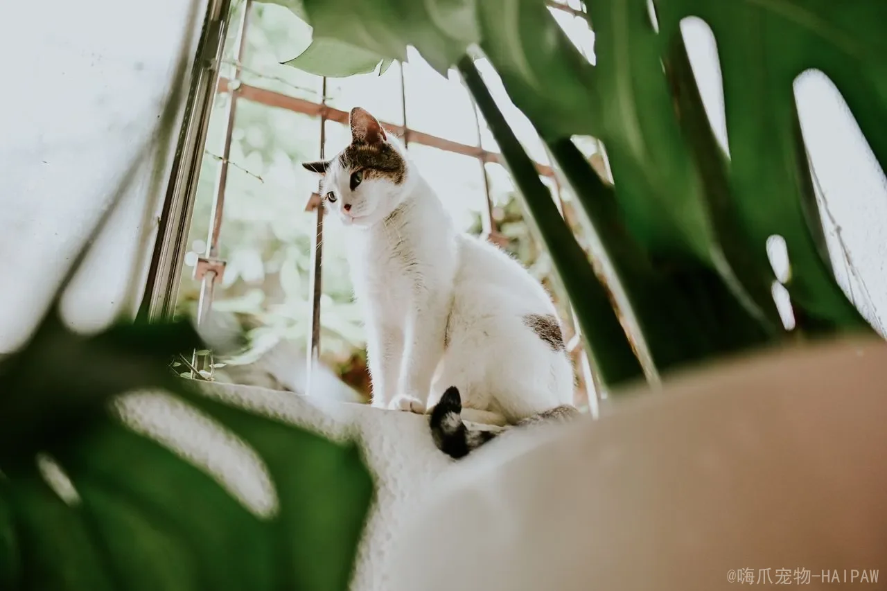 猫咪吃了驱虫药后多久排干净虫子？驱虫时间、反应与护理全攻略