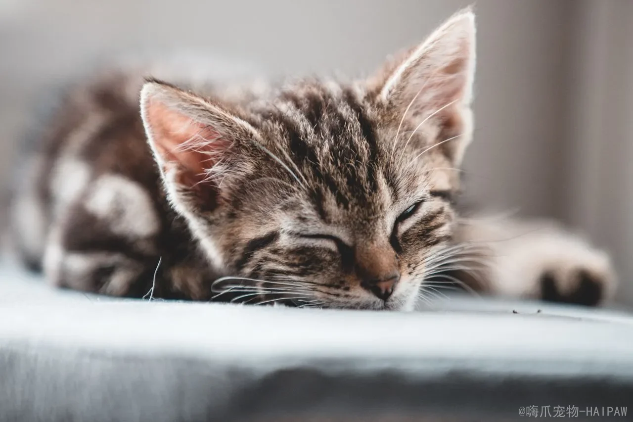 猫能吃盐吗？从生理需求到中毒风险，一篇读懂猫咪的盐分真相