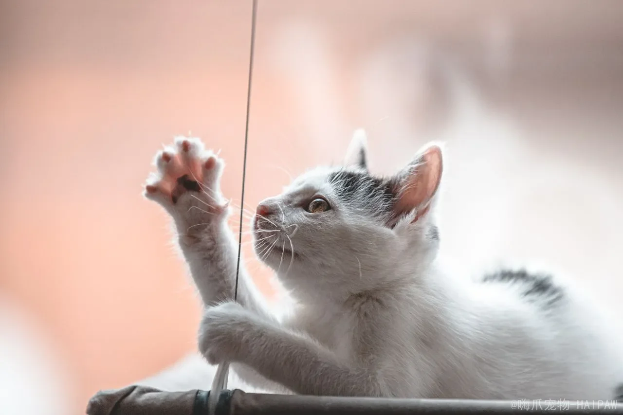 折耳猫的软骨病可以预防吗?从基因到护理,一份完整的预防与养护指南 折耳猫的软骨病可以预防吗?从基因到护理,一份完整的预防与养护指南