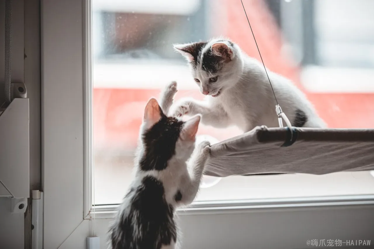 母猫生完小猫多久可以再怀孕？产后恢复、发情周期与科学繁育指南