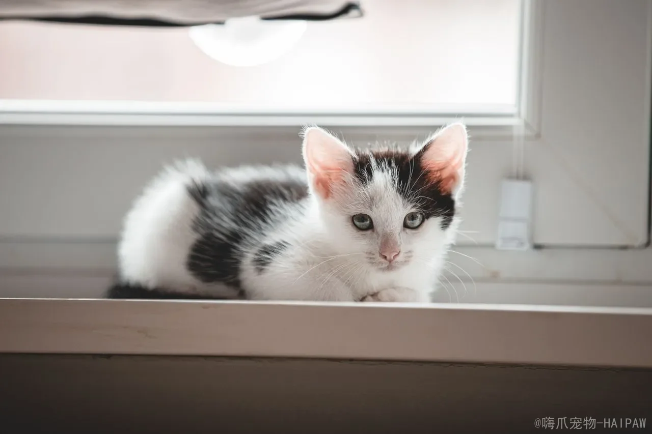 猫窜稀是什么原因？从肠胃炎到寄生虫，一篇读懂猫咪腹泻的真相