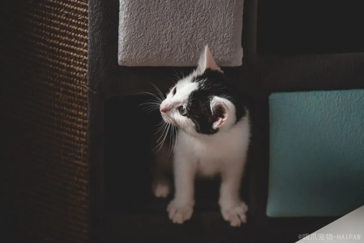 猫咪需要定期驱虫吗？驱虫频率、方法与注意事项全攻略