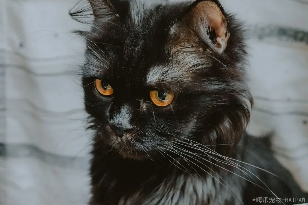 猫能吃蘑菇吗？从营养价值到中毒风险，一篇读懂猫咪吃蘑菇的真相
