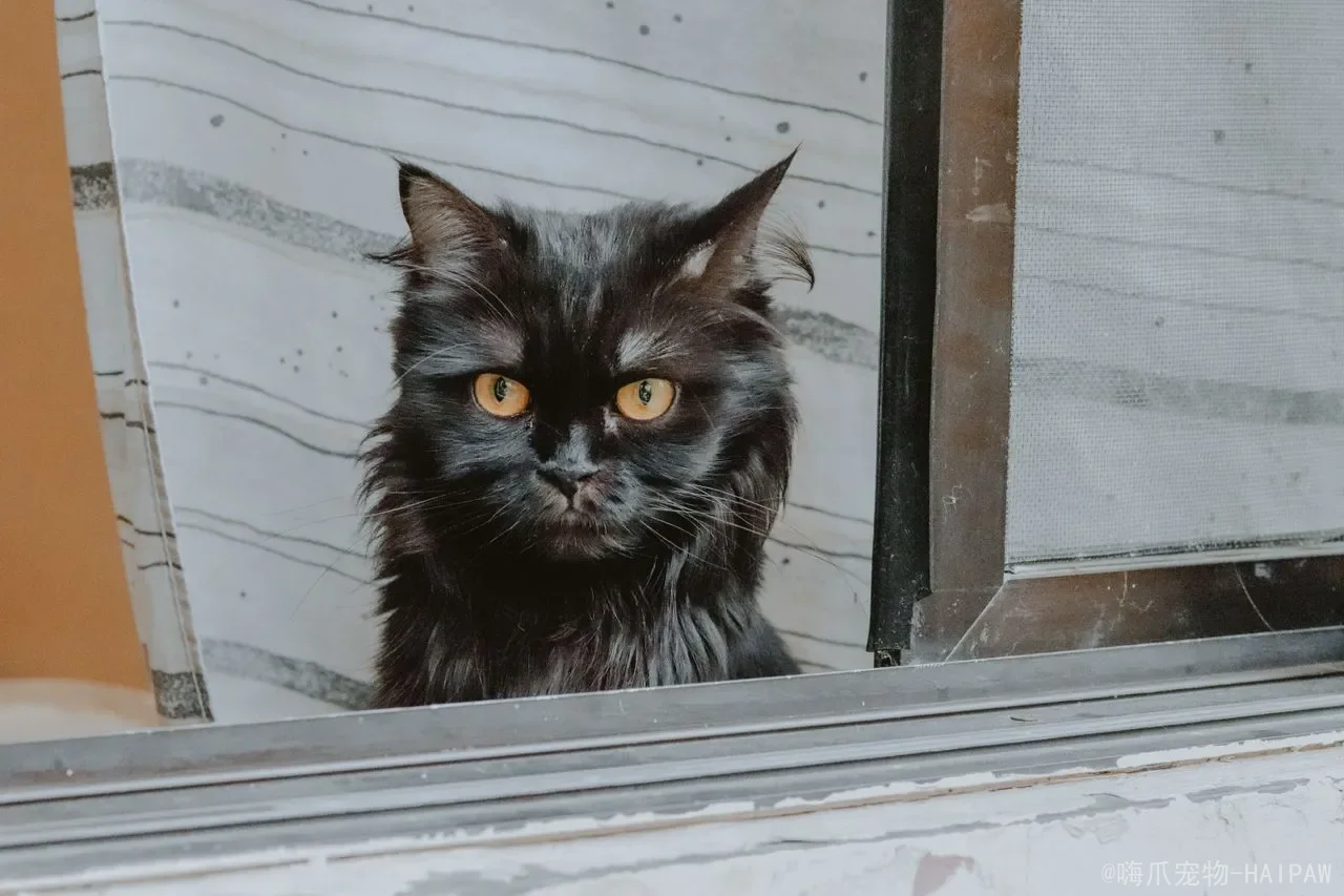 猫淋湿一宿会死吗?从感冒到肺炎,一篇读懂猫咪淋雨后的风险与正确处理 猫淋湿一宿会死吗?从感冒到肺炎,一篇读懂猫咪淋雨后的风险与正确处理