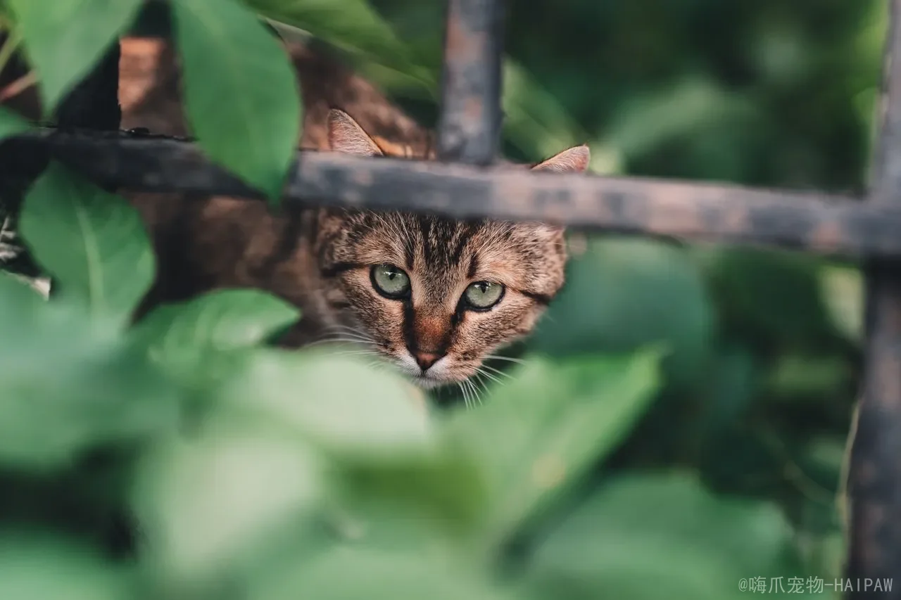 猫能吃红心柚吗?从营养价值到注意事项,一篇读懂猫咪吃柚子的是与非 猫能吃红心柚吗?从营养价值到注意事项,一篇读懂猫咪吃柚子的是与非