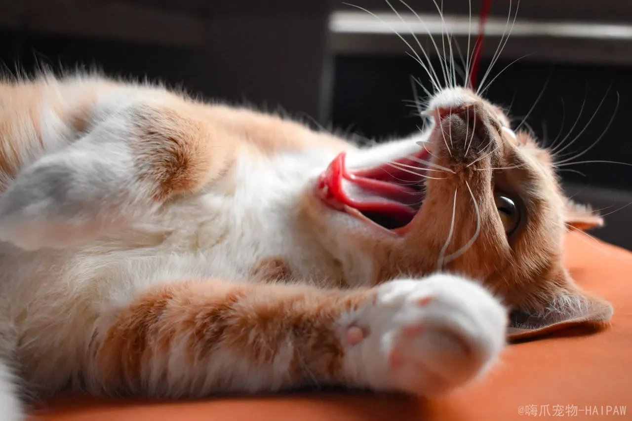 猫咪误食老鼠药怎么办？从催吐到就医，一份完整的急救与护理指南