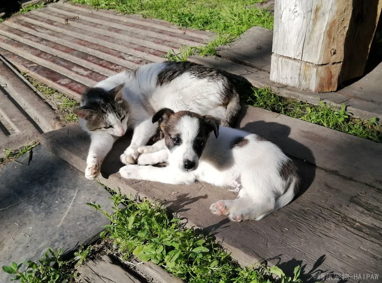 猫吃了化毛膏是拉出来还是吐出来？化毛原理、正确使用与毛球症预防全攻略
