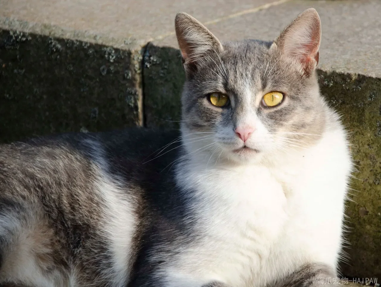 猫可以吃巴沙鱼吗？从营养到风险，一篇读懂猫咪吃巴沙鱼的是与非