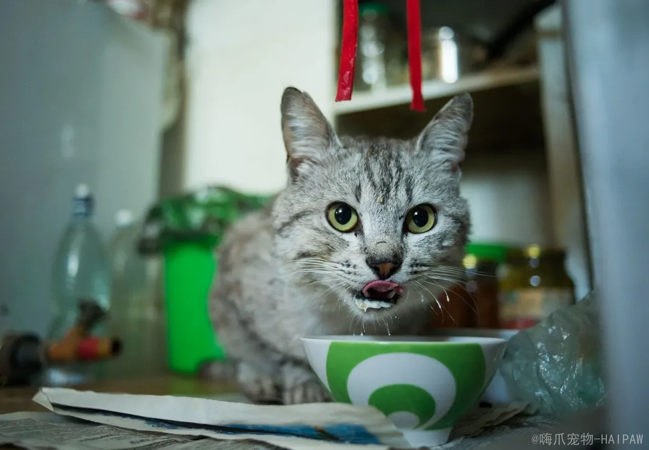 小猫掉毛怎样处理？从换毛季到皮肤病，一份完整的幼猫掉毛护理指南