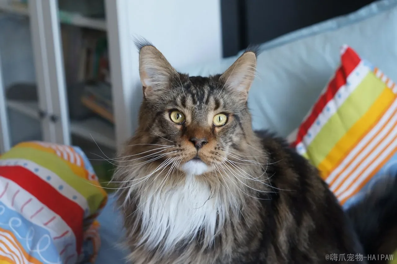 猫咪可以吃熟蛋白吗？从消化风险到正确喂食，一篇读懂鸡蛋的营养密码