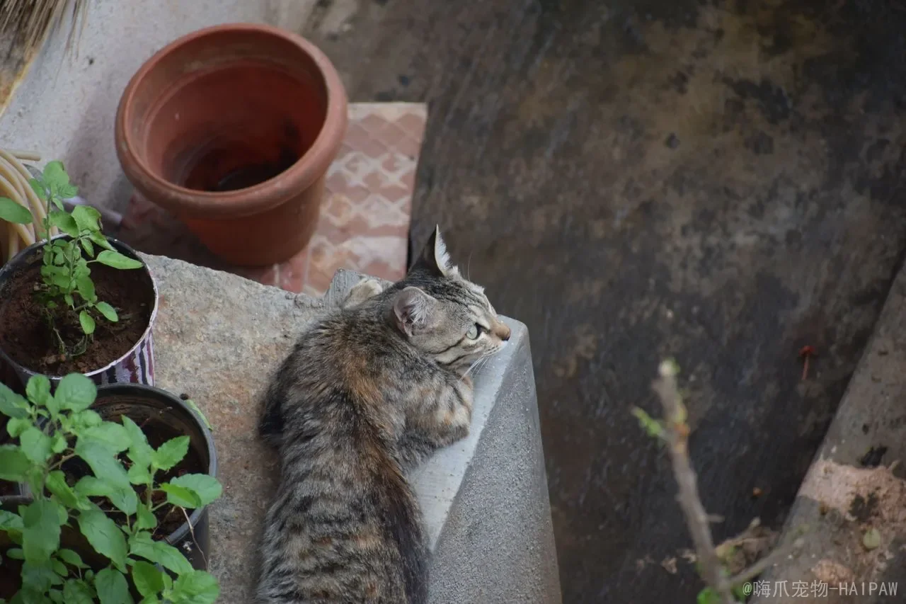 猫咪挑食吃得少怎么办？从肠胃调理到科学换粮，一份完整的食欲改善指南