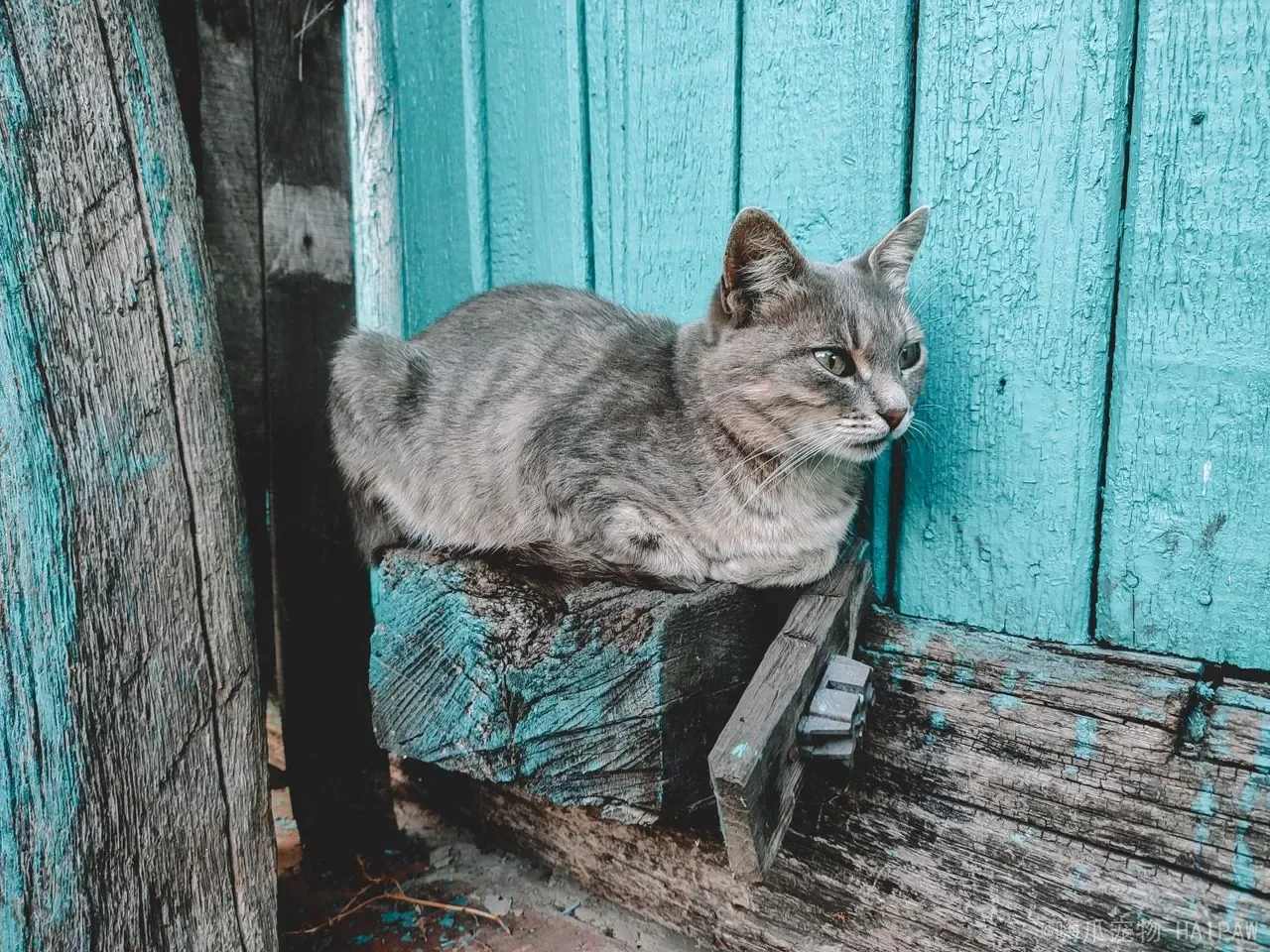 猫咪低温症全解析：从原因识别到紧急处理，一篇读懂猫咪失温的真相