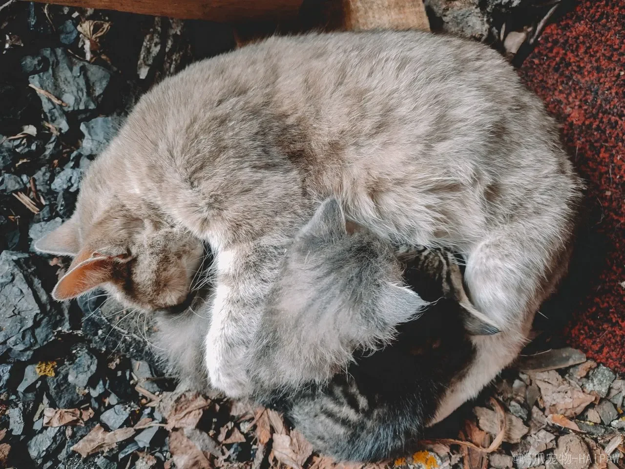 怎么看猫咪多大了几个月?从牙齿到毛发,一份完整的猫咪年龄判断指南 怎么看猫咪多大了几个月?从牙齿到毛发,一份完整的猫咪年龄判断指南