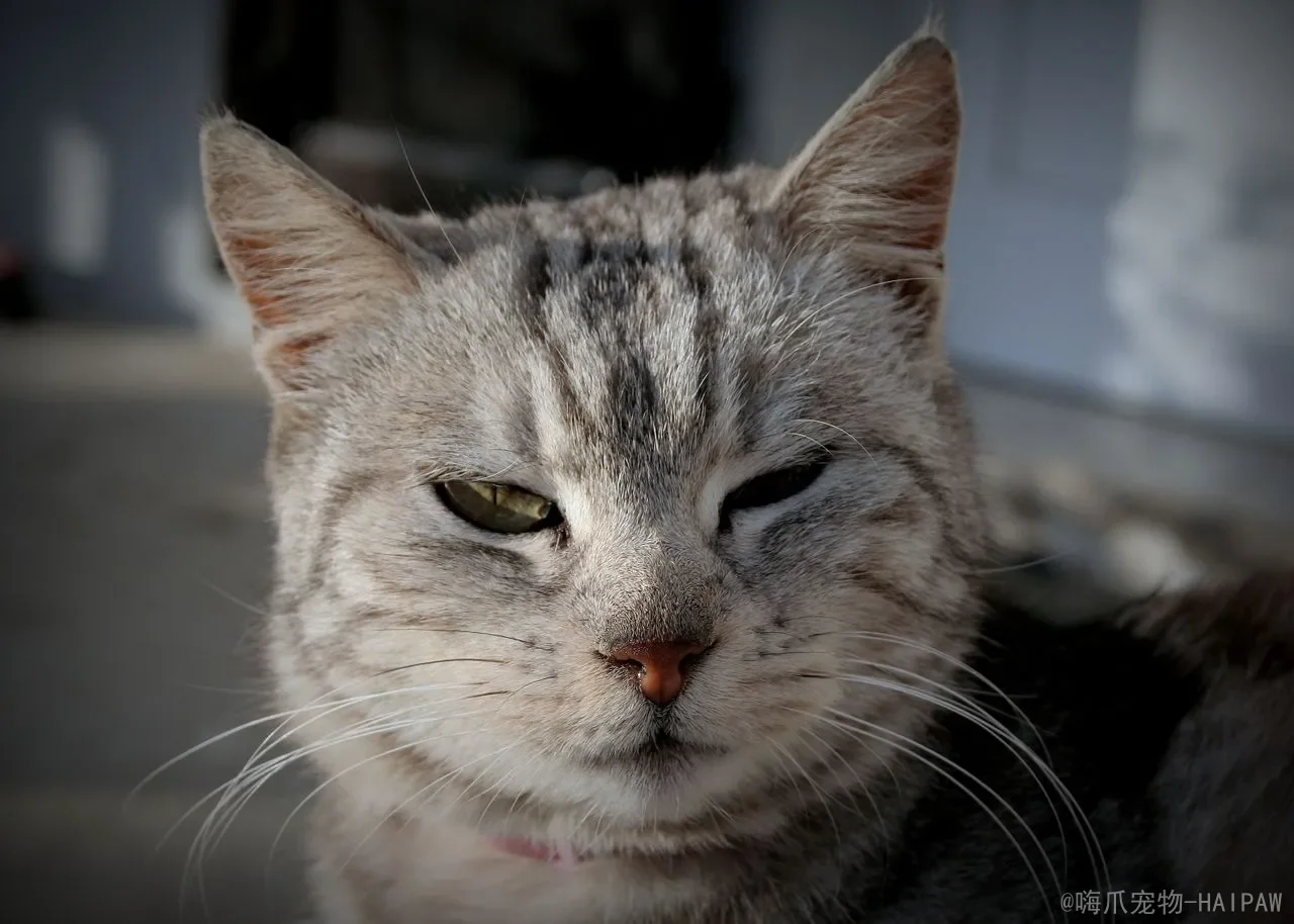 猫咪多大换牙？换牙期时间、症状与护理全攻略