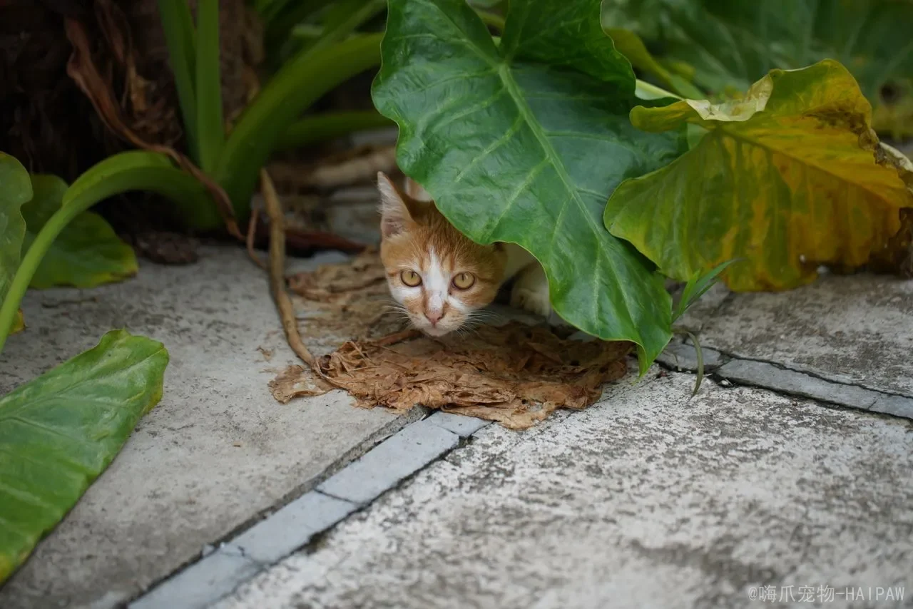猫生了10多个小时正常吗？难产识别、紧急处理与预防全攻略