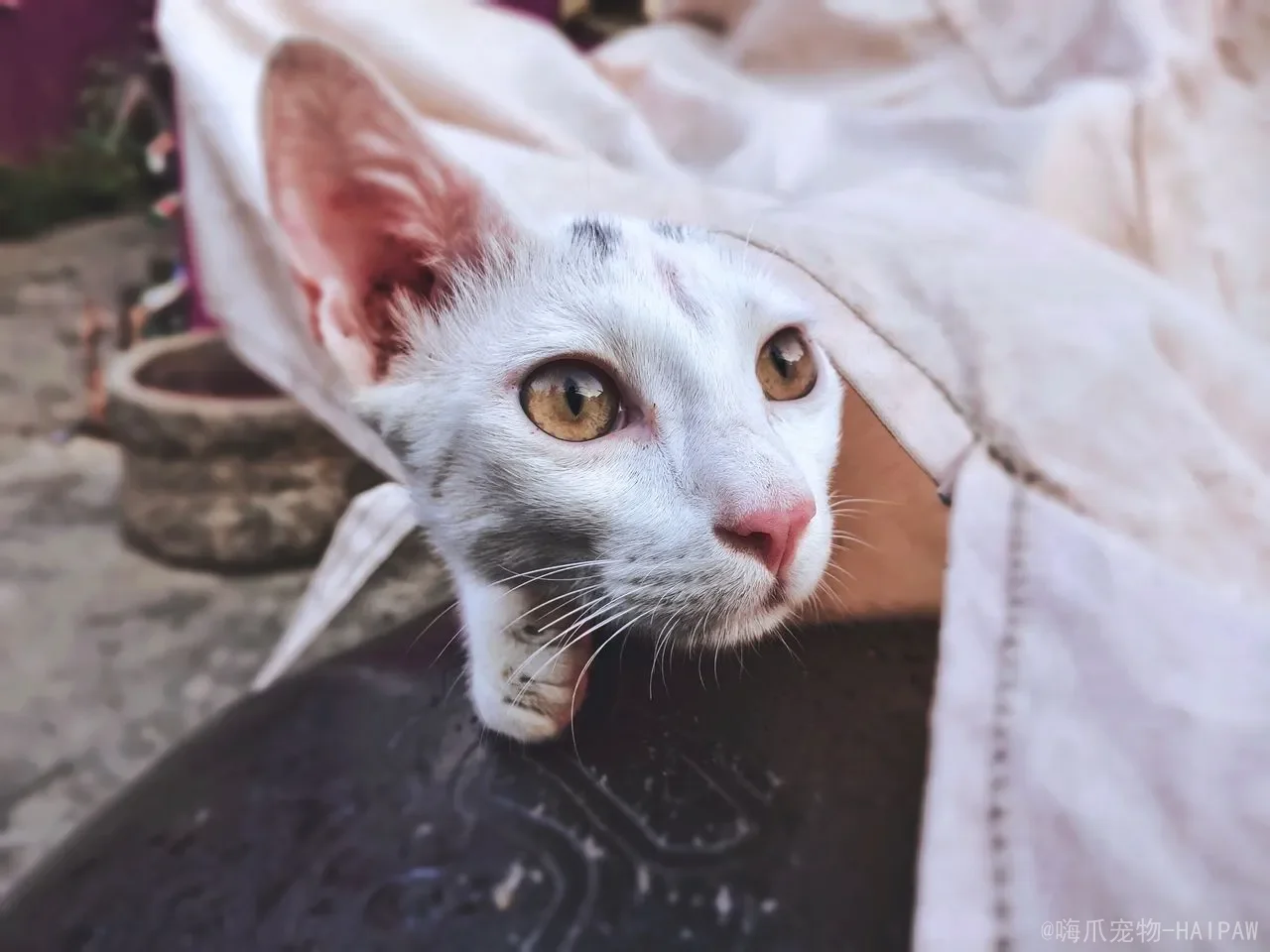 小猫多久会自己排便？从出生到自主排便，全面解读幼猫排泄系统的发育与引导