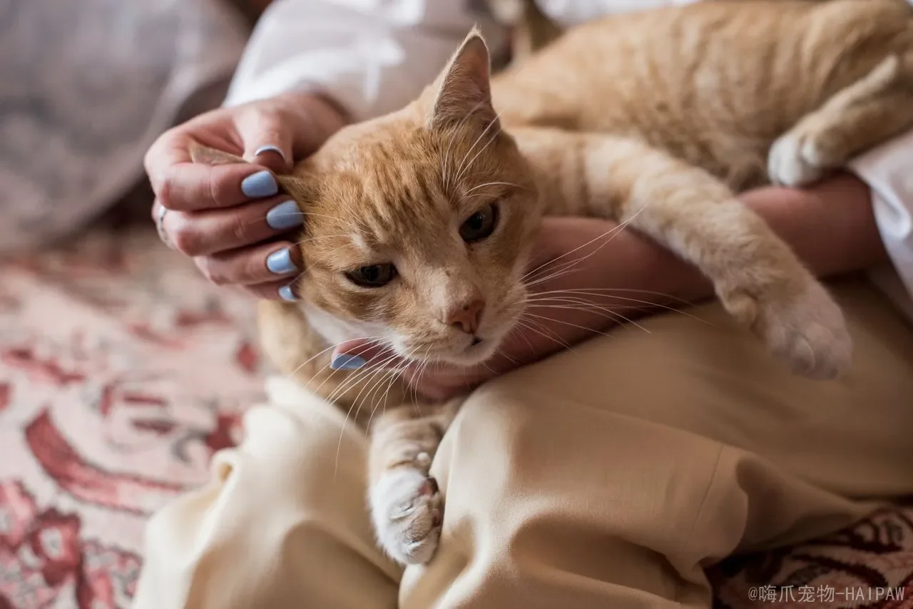 猫咪的呼噜声代表什么？不止是舒服，更藏着神奇的自我疗愈秘密