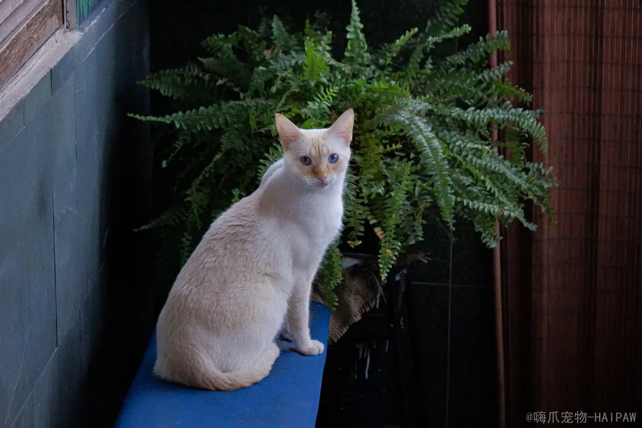猫难产全攻略：识别征兆、紧急处理与科学预防