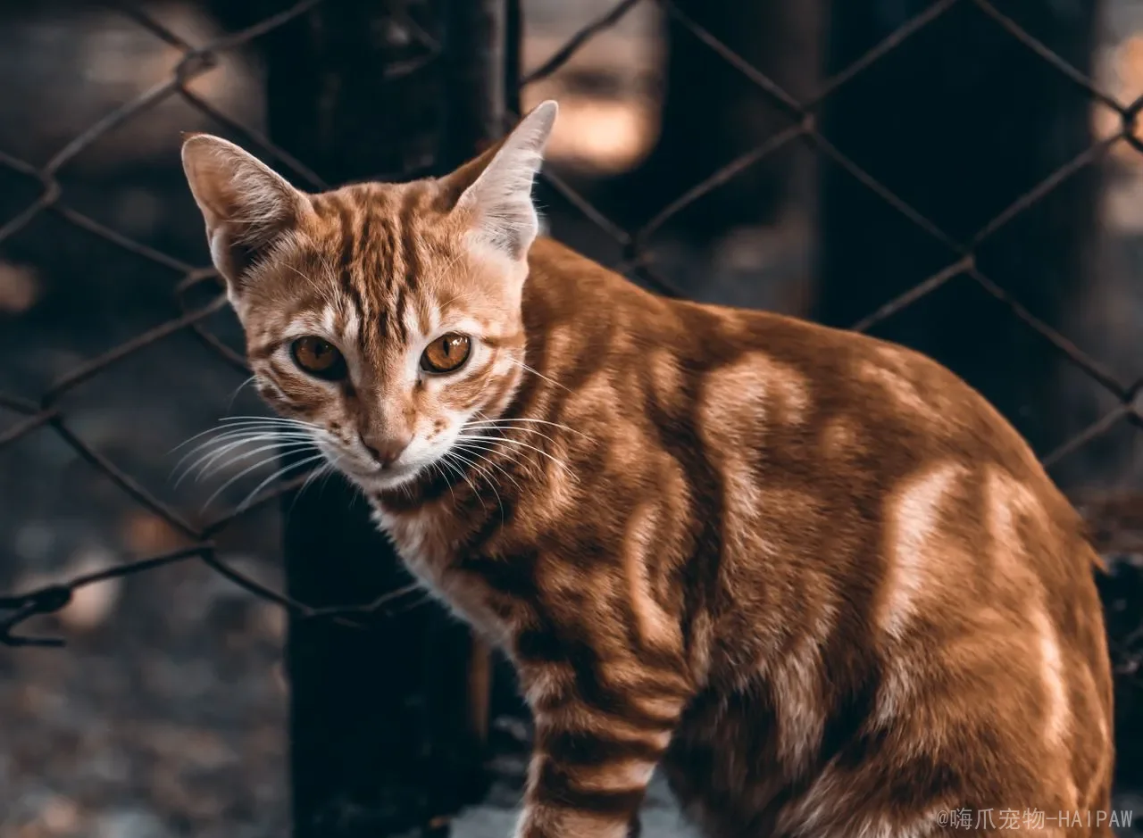 猫能吃黄瓜吗？安全喂食指南与营养搭配全解析