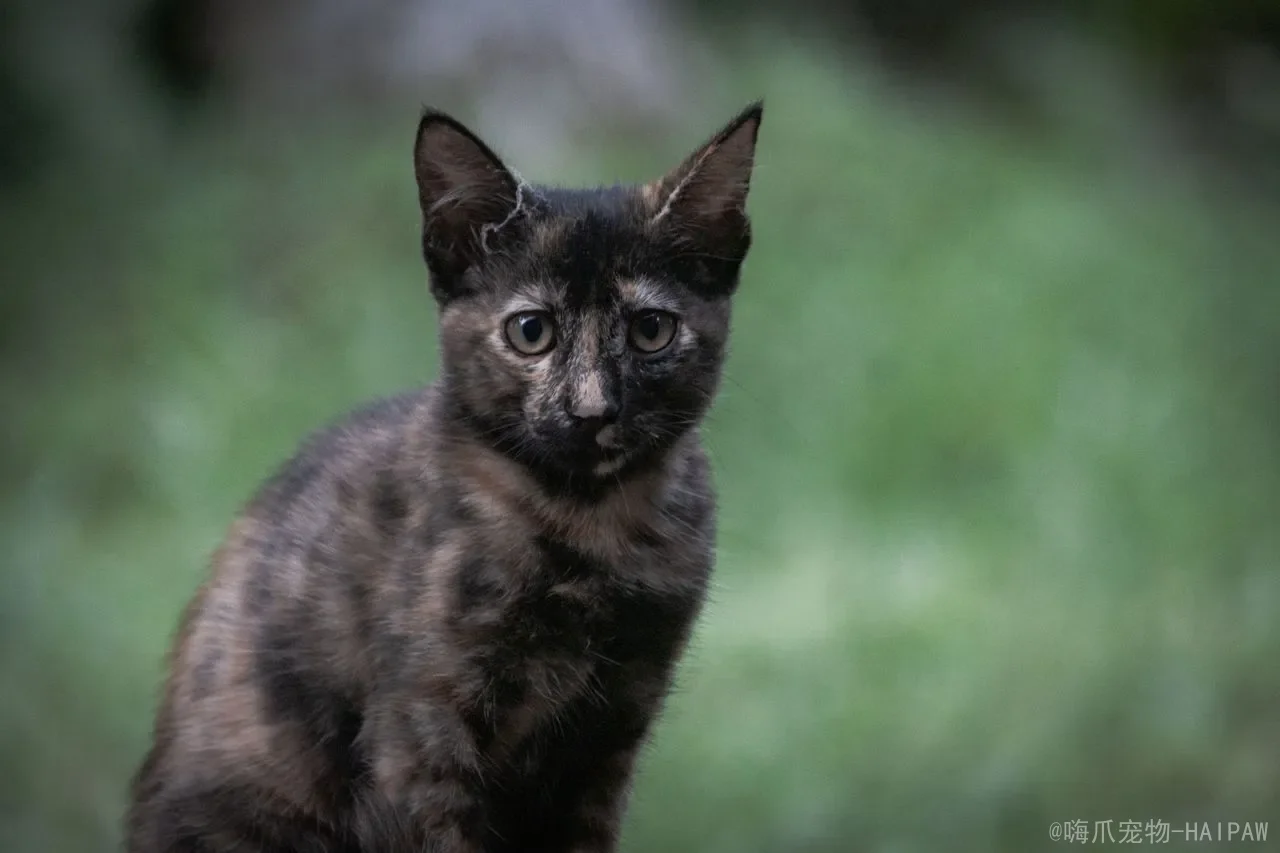 猫咪疫苗全攻略：接种时间、核心种类与注意事项一篇看懂