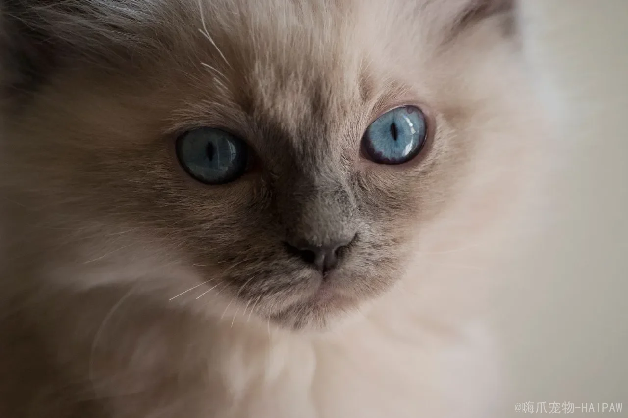 猫指甲劈了会自愈吗?科学处理与预防全攻略 猫指甲劈了会自愈吗?科学处理与预防全攻略