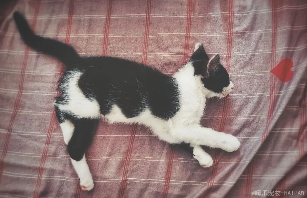 猫咪能吃土豆吗？科学解读淀粉类食物的喂食要点与替代方案