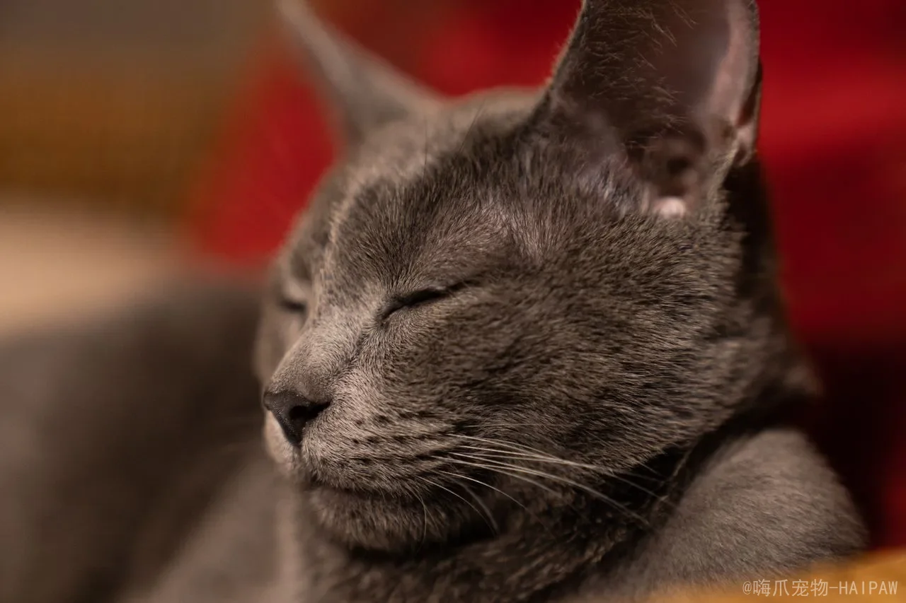 蓝猫为什么越养越黑？从基因到营养，科学解密毛色变化的深层原因