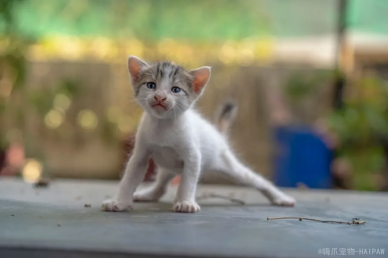 猫咪吐白水怎么回事?常见原因、紧急处理与科学预防全攻略 猫咪吐白水怎么回事?常见原因、紧急处理与科学预防全攻略